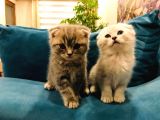 2 Adet Erkek Scottish Fold Yavru Gri & Silver