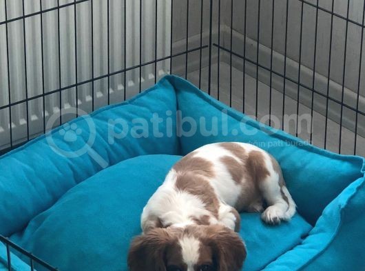 King Charles görsel