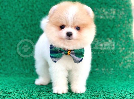 Yakısıklı Oğlumuz Pomeranian görsel