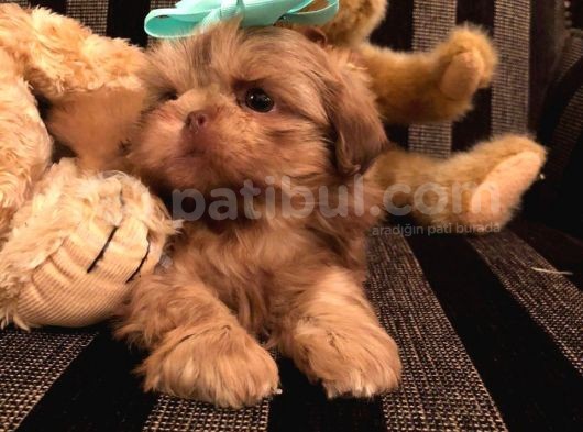 Shih Tzu Yavruları görsel