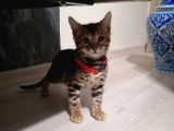 3 Aylık Dişi Bengal Kedisi