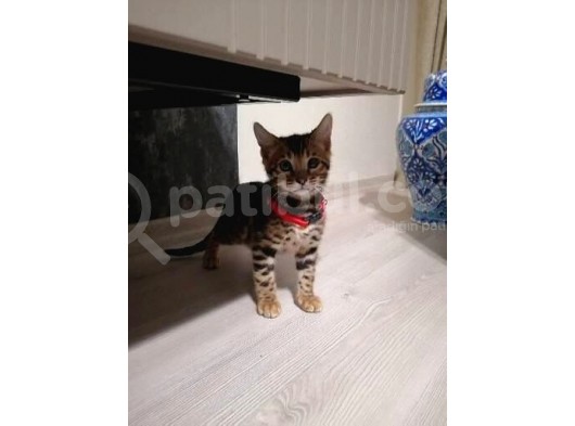 3 Aylık Dişi Bengal Kedisi görsel