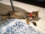 3 Aylık Dişi Bengal Kedisi