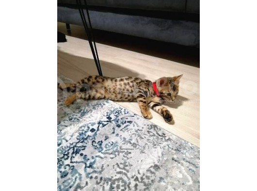 3 Aylık Dişi Bengal Kedisi görsel