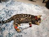 3 Aylık Dişi Bengal Kedisi