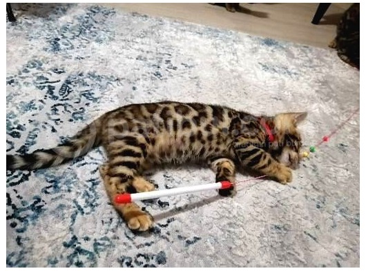 3 Aylık Dişi Bengal Kedisi görsel