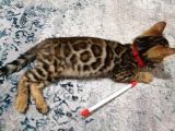 3 Aylık Dişi Bengal Kedisi