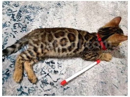 3 Aylık Dişi Bengal Kedisi görsel