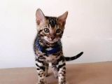 3 Aylık Erkek Bengal Kedisi