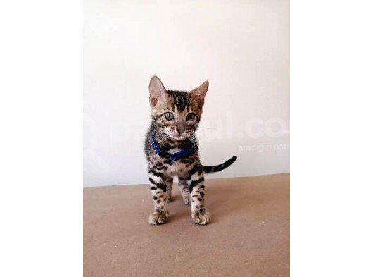 3 Aylık Erkek Bengal Kedisi görsel