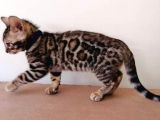 3 Aylık Erkek Bengal Kedisi
