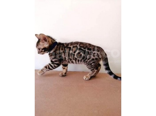 3 Aylık Erkek Bengal Kedisi görsel