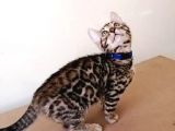 3 Aylık Erkek Bengal Kedisi