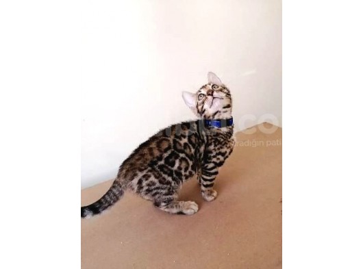 3 Aylık Erkek Bengal Kedisi görsel