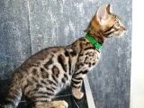 3 Aylık Erkek Bengal Kedisi