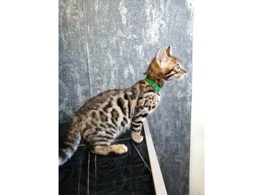 3 Aylık Erkek Bengal Kedisi görsel