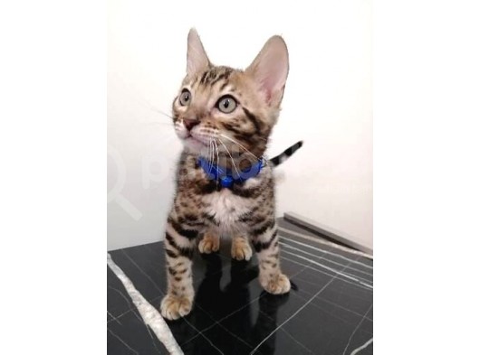 3 Aylık Erkek Bengal Kedisi
