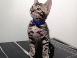3 Aylık Erkek Bengal Kedisi