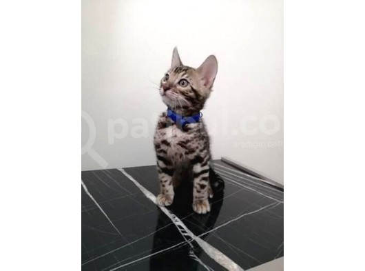 3 Aylık Erkek Bengal Kedisi görsel