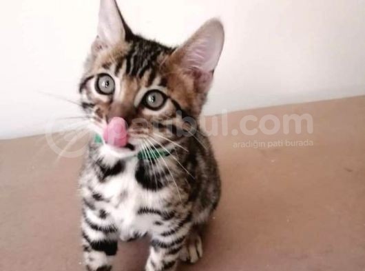3 Aylık Erkek Bengal Kedisi görsel