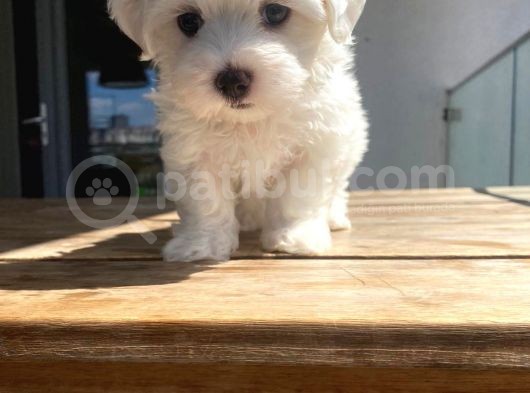 Mini Mini Yavrular görsel