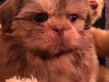 Shih Tzu Yavruları