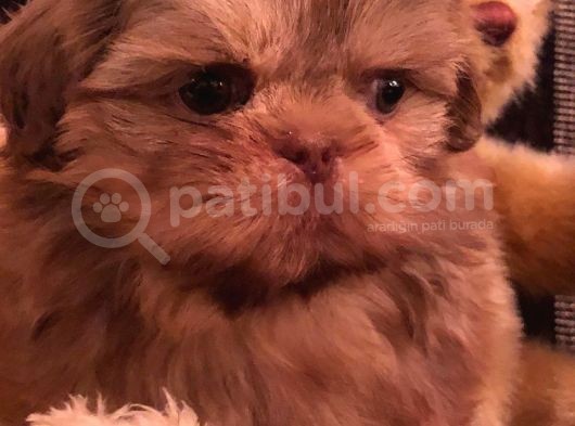 Shih Tzu Yavruları görsel