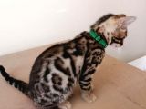 3 Aylık Erkek Bengal Kedisi