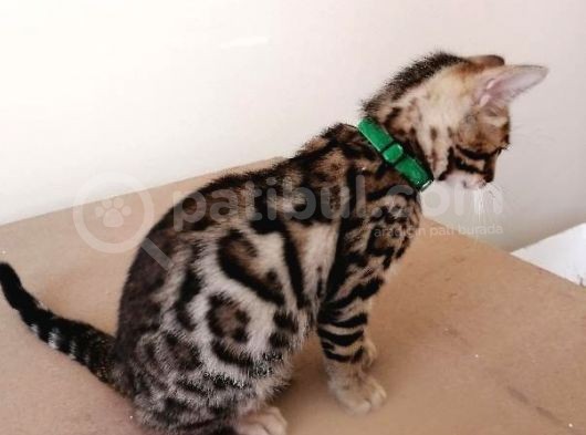 3 Aylık Erkek Bengal Kedisi görsel