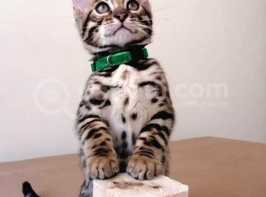 3 Aylık Erkek Bengal Kedisi görsel