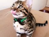 3 Aylık Erkek Bengal Kedisi