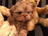 Shih Tzu Yavruları