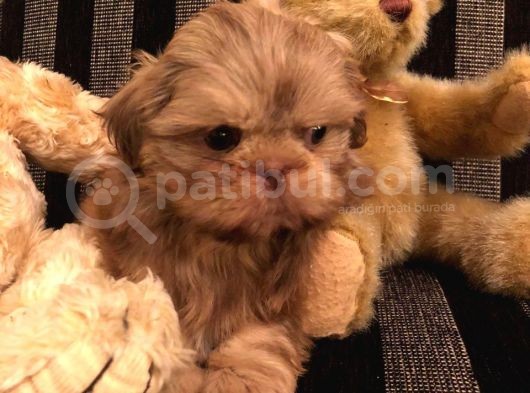 Shih Tzu Yavruları görsel