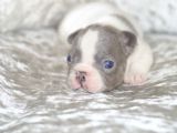 Fransız Bulldog Fazla Söze Gerek Yok