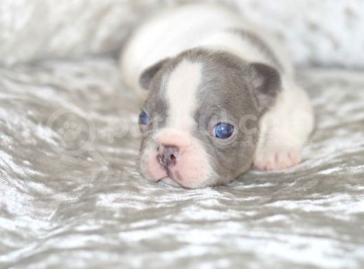 Fransız Bulldog Fazla Söze Gerek Yok görsel