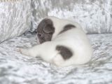 Fransız Bulldog Fazla Söze Gerek Yok