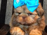 Shih Tzu Yavruları