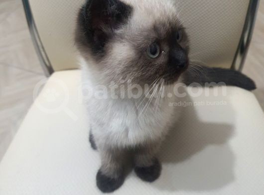Bu Ponçik Yavrumuz Yeni Evini Arıyor görsel