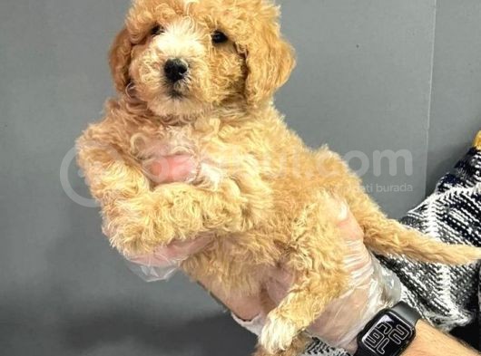 Toy Poodle Yavruları görsel