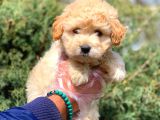 2 Aylık Erkek Ve Dişi Maltipoo Yavrular