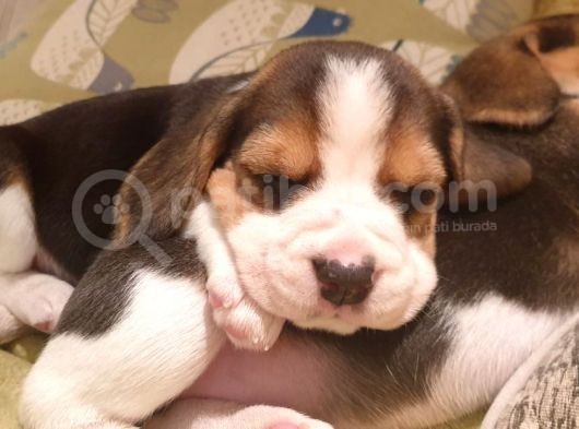 Beagle Yavruları