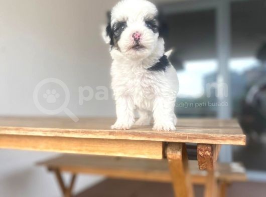 Mini Yavrular görsel