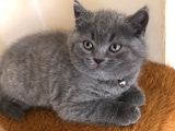 Erkek British Shorthair Yavru
