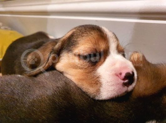 Beagle Yavruları görsel