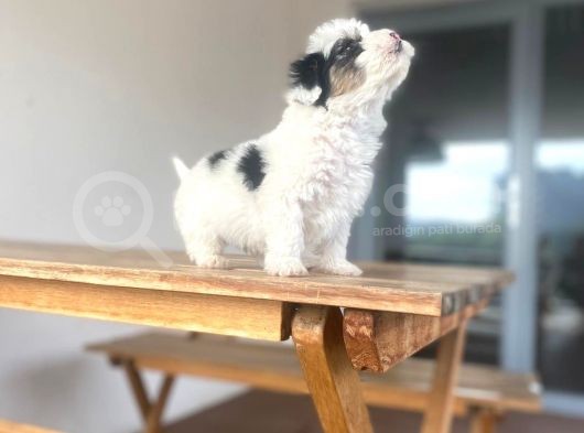 Mini Yavrular görsel