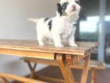 Yorki Yavrular