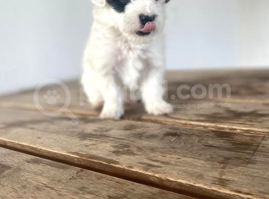 Mini Yavrular