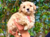 2 Aylik Erkek Ve Di̇şi̇ Malti̇poo Yavrular