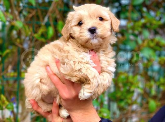 2 Aylik Erkek Ve Di̇şi̇ Malti̇poo Yavrular görsel