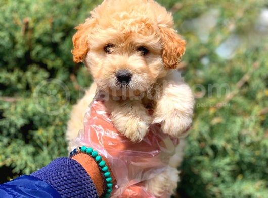 2 Aylık Erkek Ve Dişi Maltipoo Yavrular